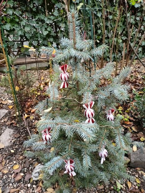 Picea pungens Super Blue - Grădina 2025 continuare 6