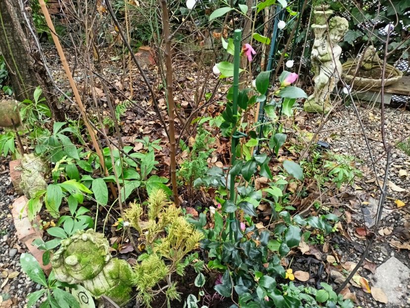  - Grădina 2025 continuare 6