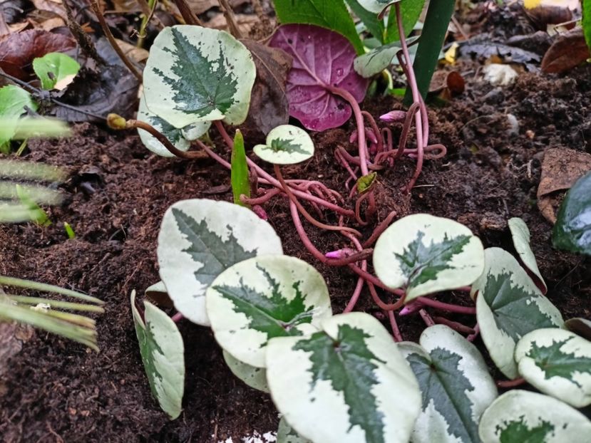  - Grădina 2025 continuare 6