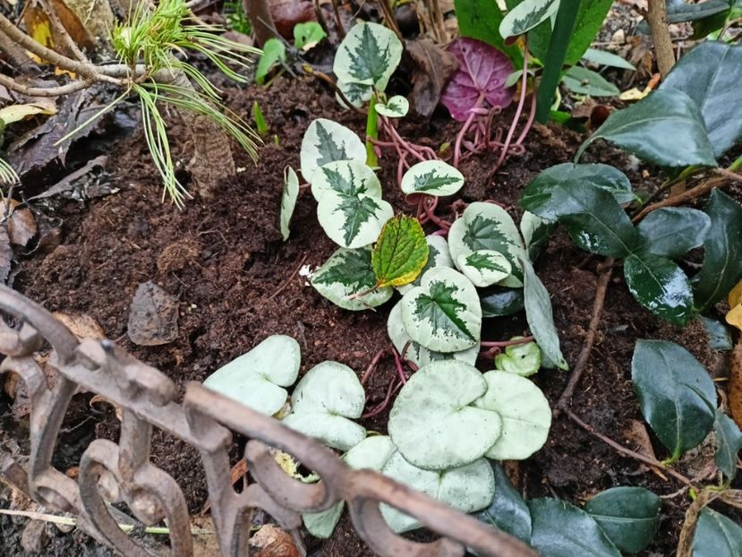 Cyclamen coum Xmas și Silver leaf - Grădina 2025 continuare 6