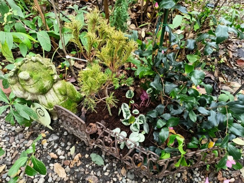  - Grădina 2025 continuare 6