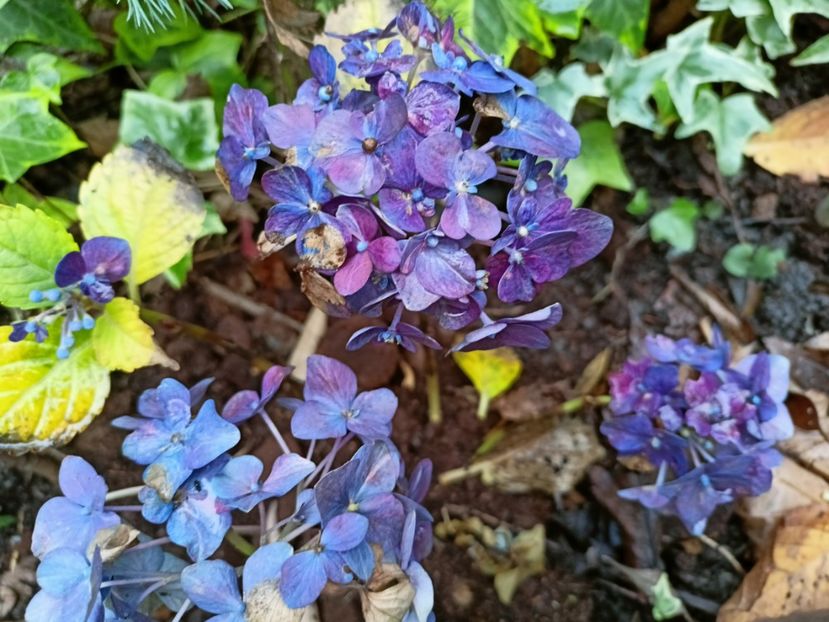  - Grădina 2025 continuare 6