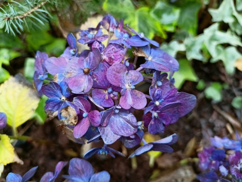  - Grădina 2025 continuare 6