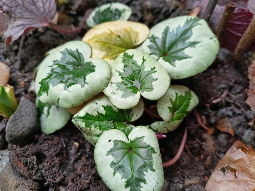 Cyclamen coum Xmas - Grădina 2025 continuare 6