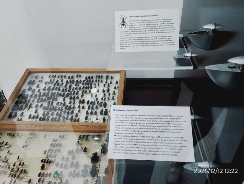  - 2025-26 Cls 6a Daisoara