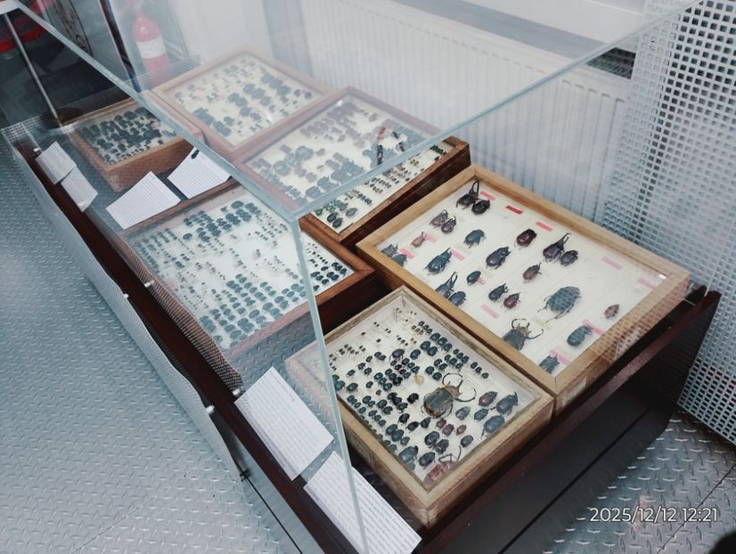  - 2025-26 Cls 6a Daisoara