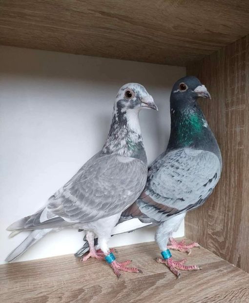  - Nu îmi aparțin 11