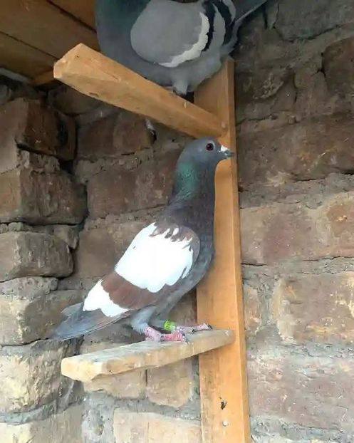  - Nu îmi aparțin 11