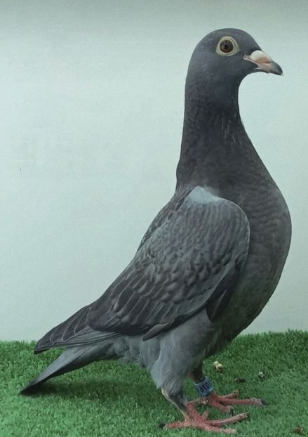  - Nu îmi aparțin 11