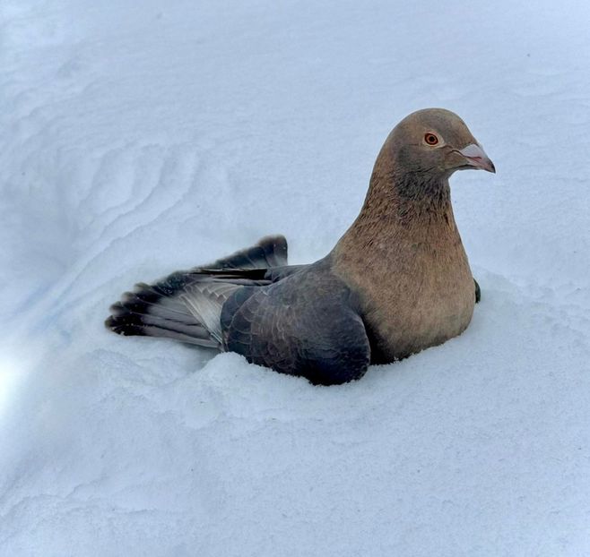  - Nu îmi aparțin 11