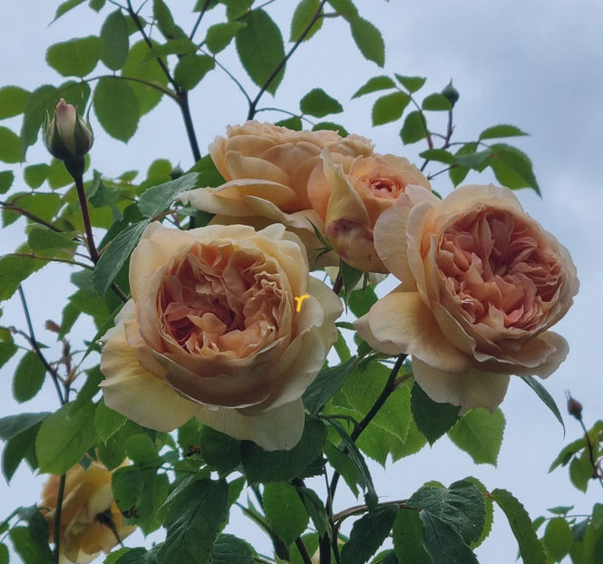 Bathsheba (urcator) 60 lei - Primavara 2026