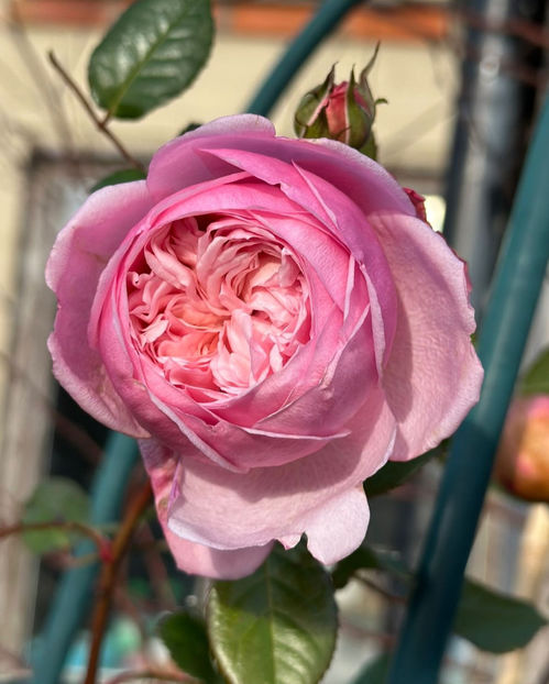 Spirit of Freedom  (urcator) 60 lei - Toamna 2025