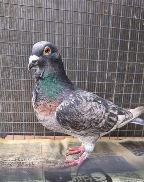  - Nu îmi aparțin 11