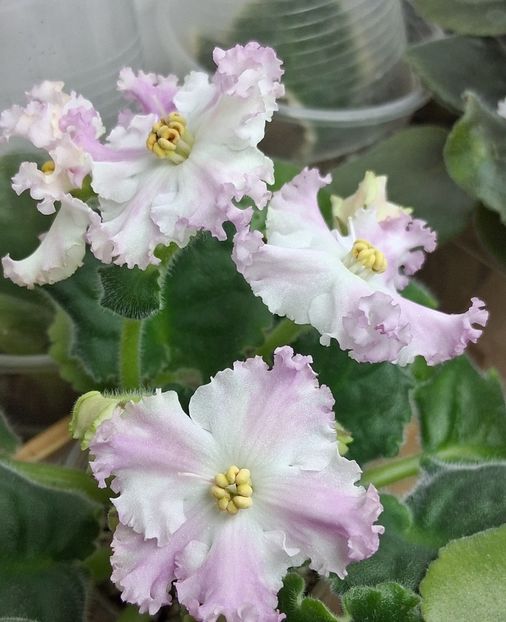  - LE Kiss of an Angel