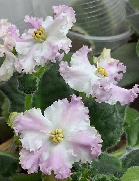  - LE Kiss of an Angel