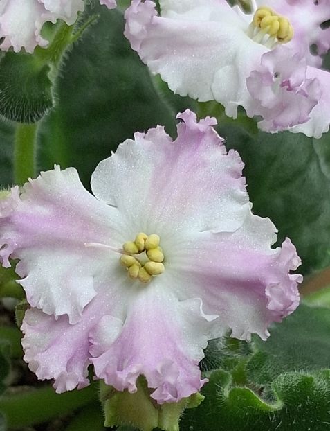  - LE Kiss of an Angel