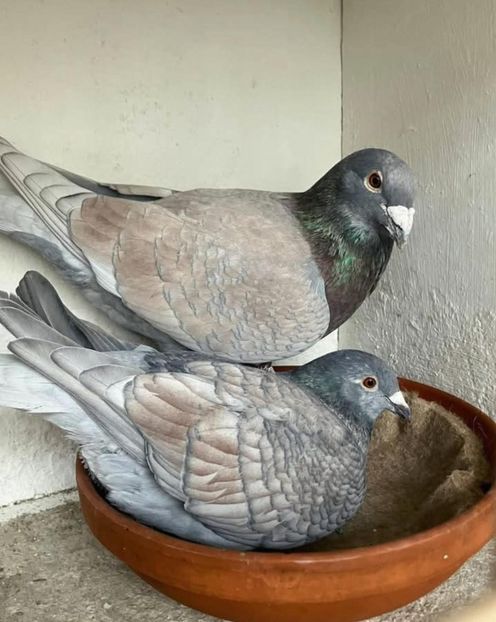  - Nu îmi aparțin 11