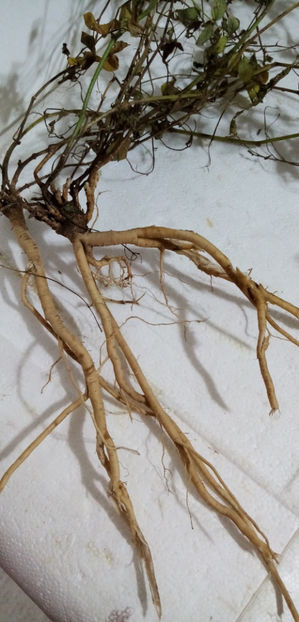  - -ASTRAGALUS - ASTRAGALUS MEMBRANACEUS