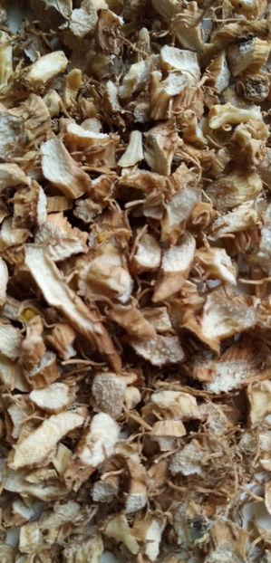  - -ASTRAGALUS - ASTRAGALUS MEMBRANACEUS