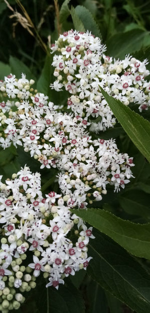  - -BOZ - SAMBUCUS EBULUS