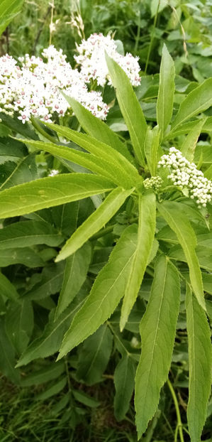  - -BOZ - SAMBUCUS EBULUS