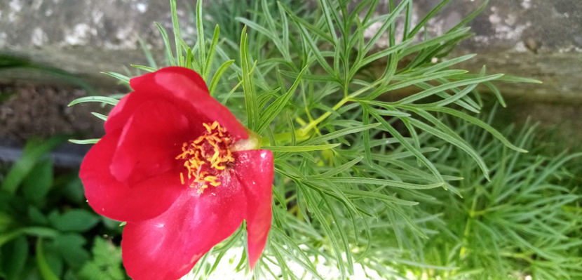  - -RUSCUTA - ADONIS AESTIVALIS