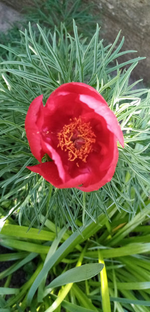  - -RUSCUTA - ADONIS AESTIVALIS