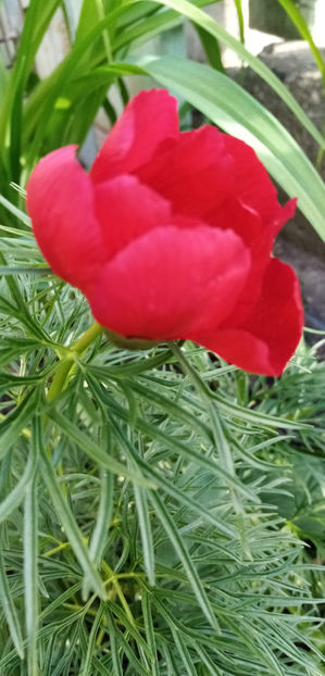  - -RUSCUTA - ADONIS AESTIVALIS