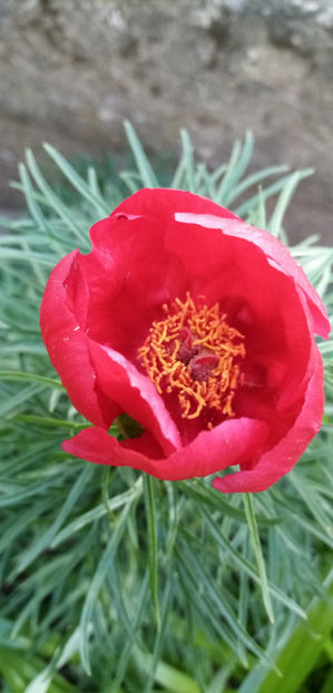  - -RUSCUTA - ADONIS AESTIVALIS