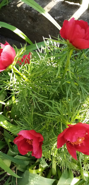  - -RUSCUTA - ADONIS AESTIVALIS