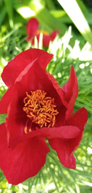  - -RUSCUTA - ADONIS AESTIVALIS