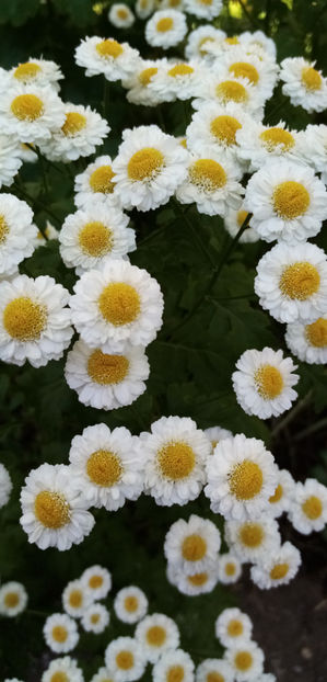  - -SPILCUTA - BUMBISORI - TANACETUM PARTHENIUM
