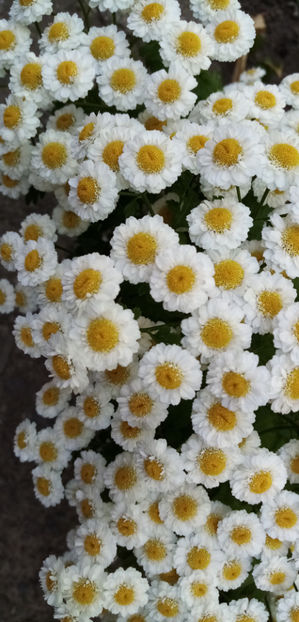  - -SPILCUTA - BUMBISORI - TANACETUM PARTHENIUM