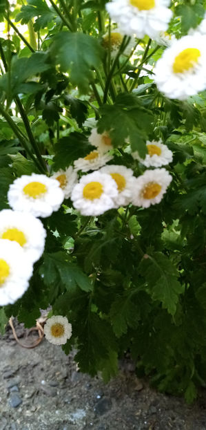  - -SPILCUTA - BUMBISORI - TANACETUM PARTHENIUM