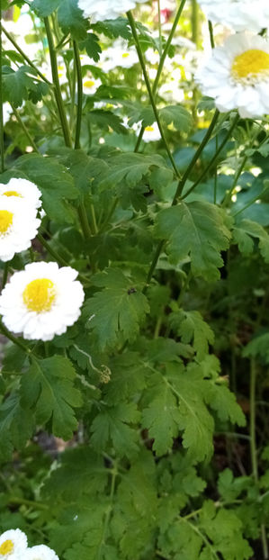  - -SPILCUTA - BUMBISORI - TANACETUM PARTHENIUM