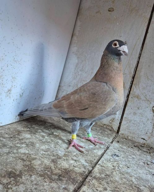  - Nu îmi aparțin 11