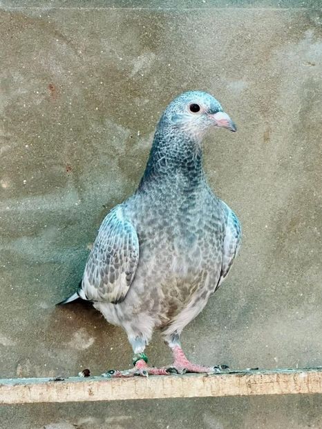  - Nu îmi aparțin 11