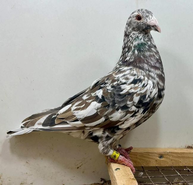  - Nu îmi aparțin 11