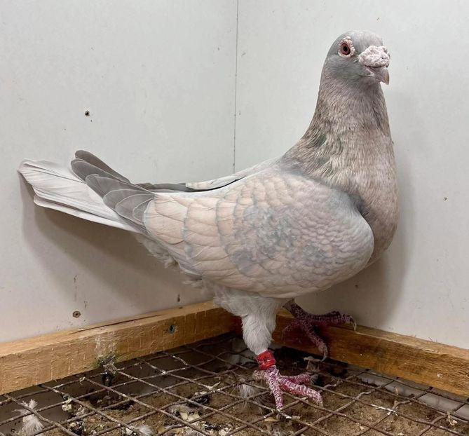  - Nu îmi aparțin 11