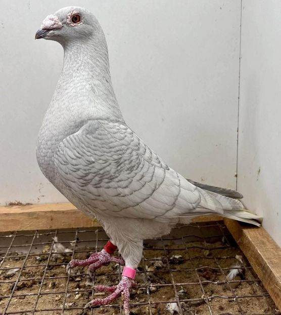  - Nu îmi aparțin 11