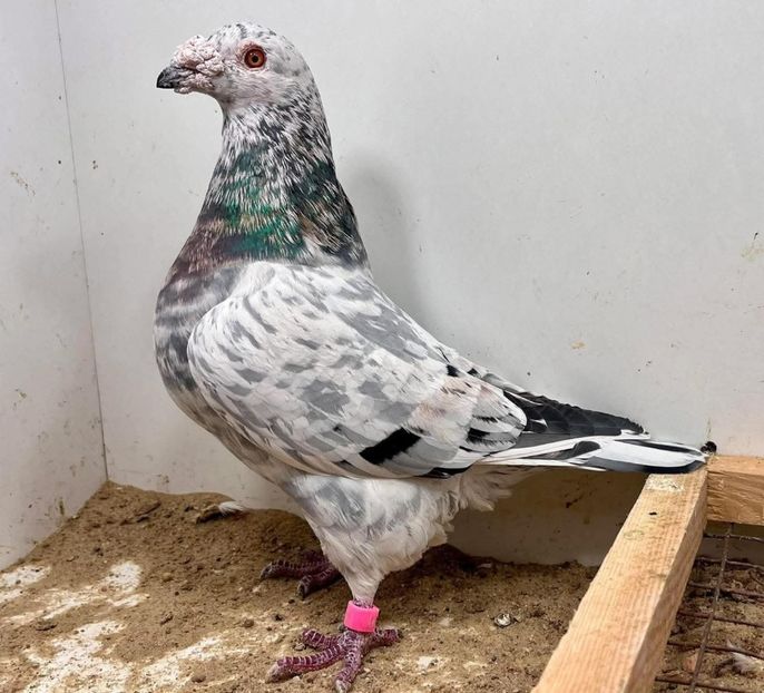  - Nu îmi aparțin 11