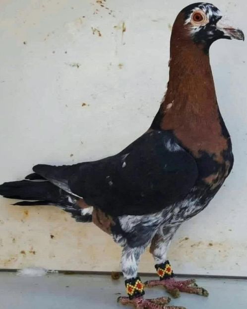  - Nu îmi aparțin 11