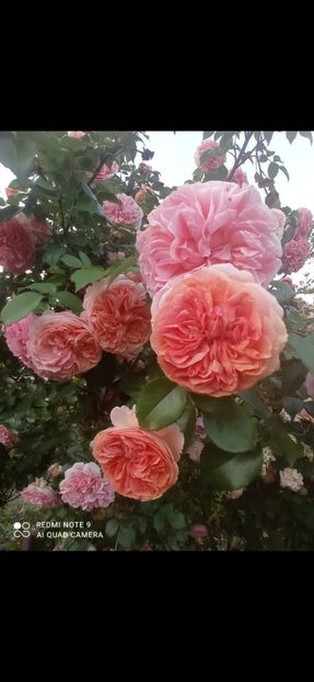 Screenshot_2025-11-06-22-37-09-944_com.miui.gallery - 0- 1Trandafiri disponibili