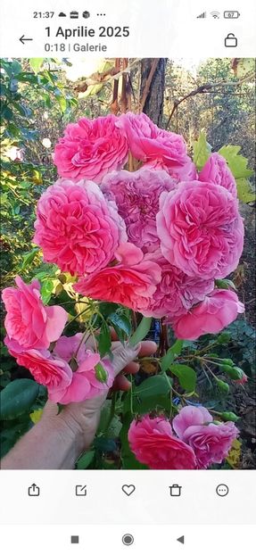 Screenshot_2025-11-06-21-37-07-392_com.miui.gallery - 0- 1Trandafiri disponibili