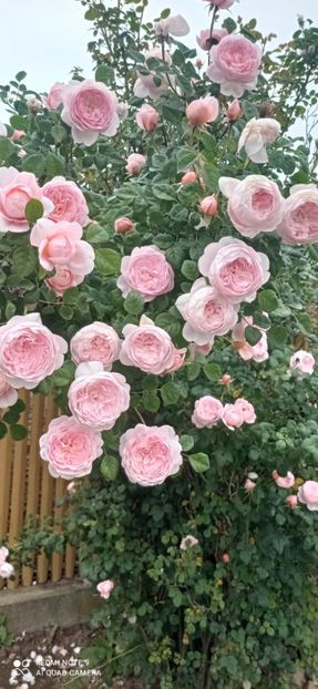 Screenshot_2025-11-06-01-11-14-432_com.miui.gallery - 0- 1Trandafiri disponibili