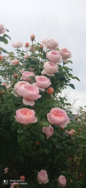 Screenshot_2025-11-06-01-09-59-165_com.miui.gallery - 0- 1Trandafiri disponibili