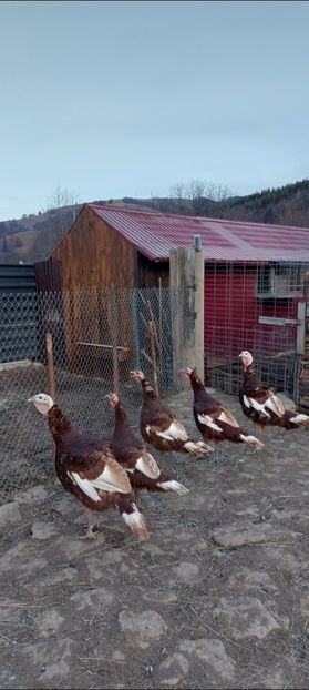 Screenshot_20251215_082914_Gallery - Curci red bourbon!