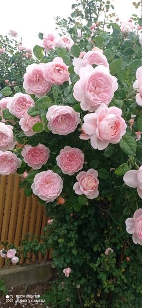 Screenshot_2025-11-06-01-11-10-173_com.miui.gallery - 0- 1Trandafiri disponibili