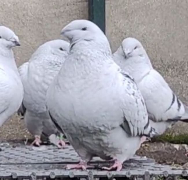 PL22-A2372 - b- SAMICZKI-Females