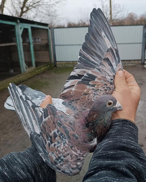  - Nu îmi aparțin 11